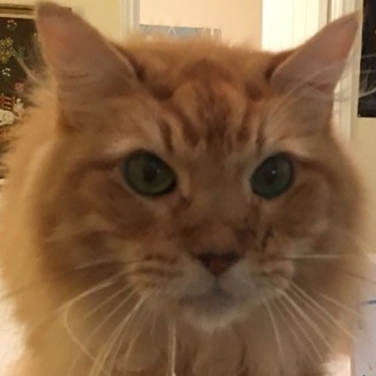 Ce Chat De 8 Ans Qui Ressemble A Un Lion A Trouve L Humaine De Ses Reves