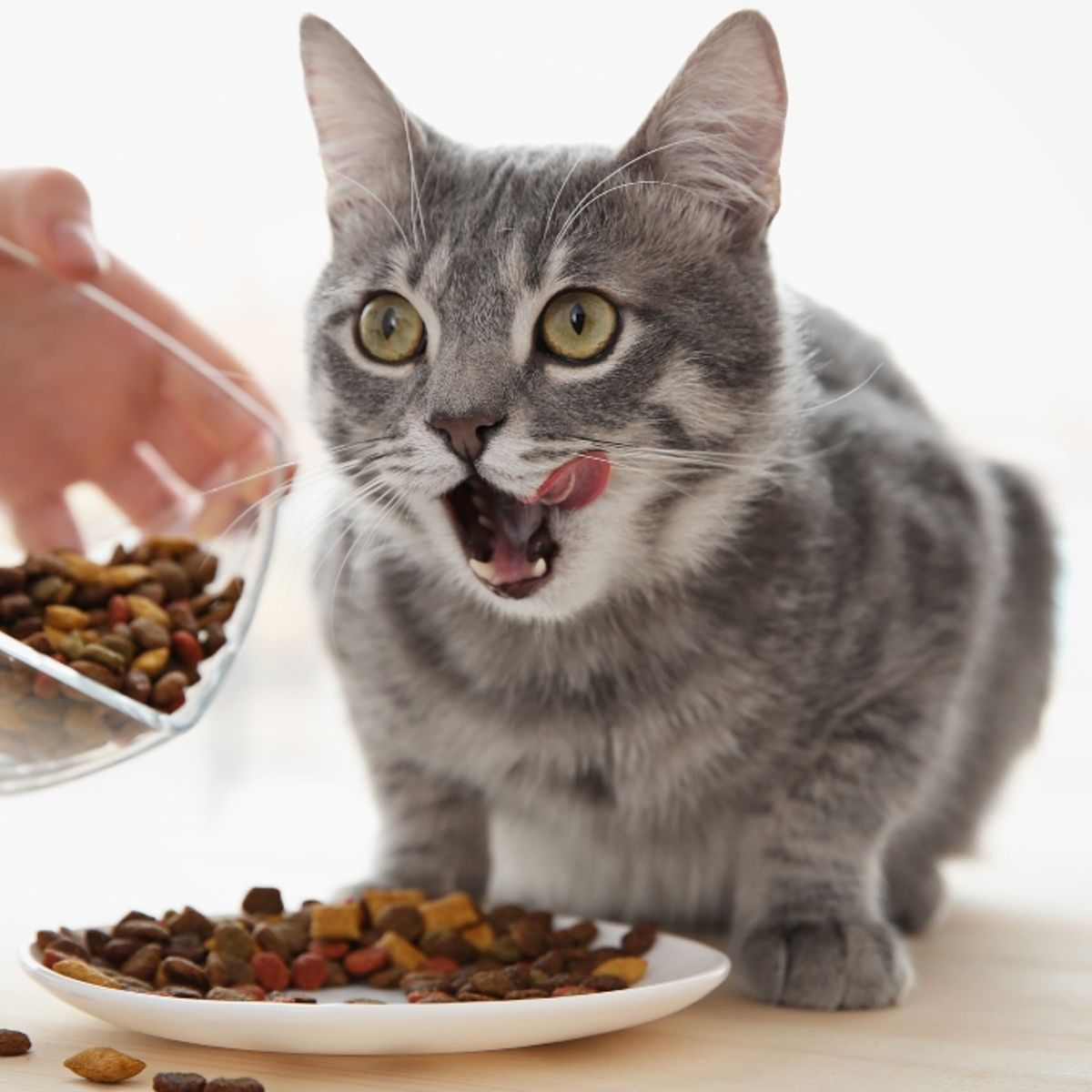 Katze frisst nur Trockenfutter: Was tun?