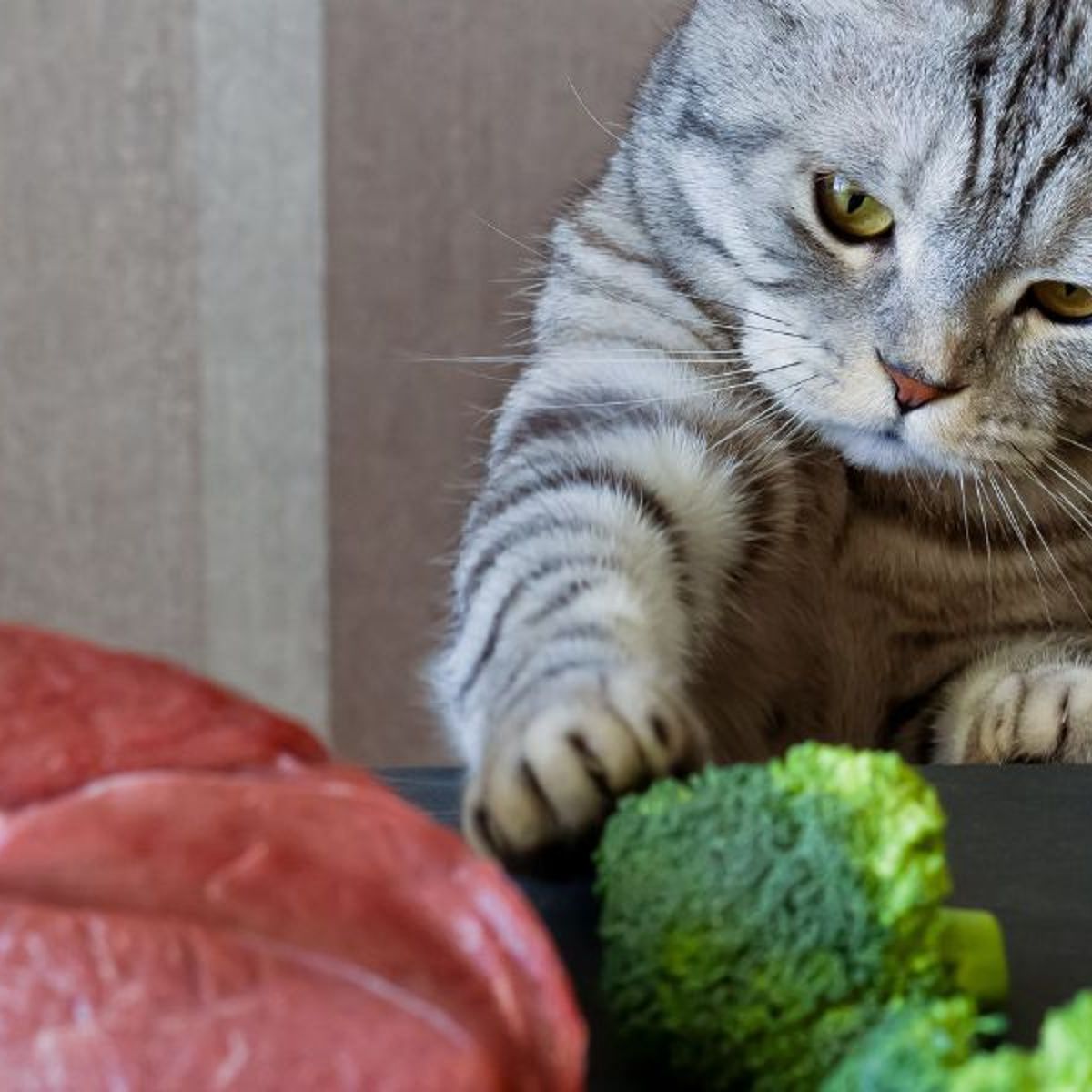 Darf meine Katze Brokkoli essen?