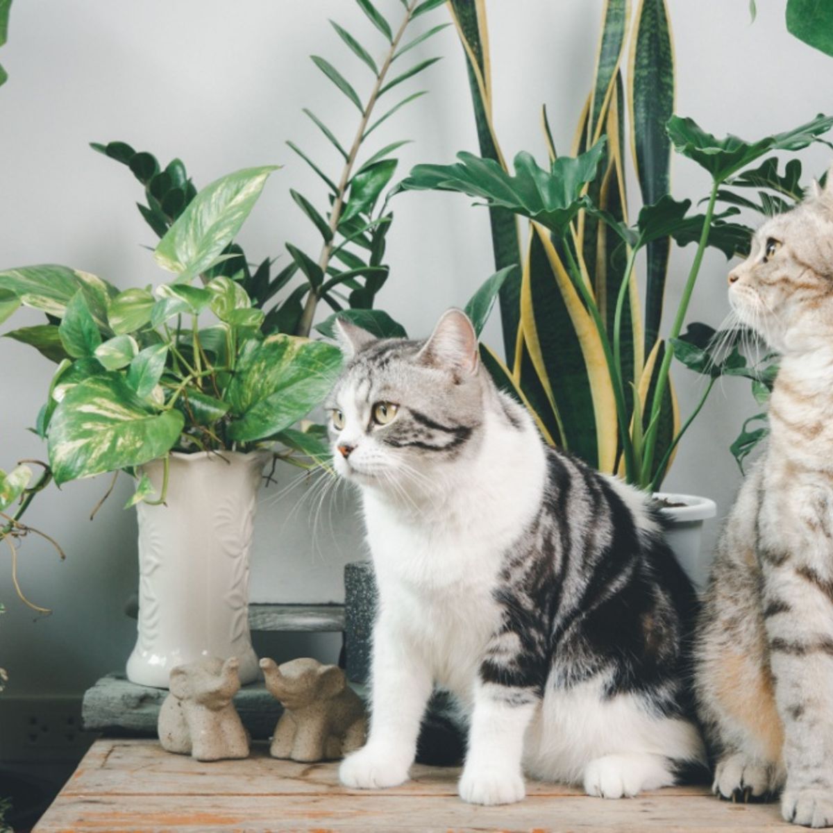 Monstera: Giftig fr Katzen oder harmlos?
