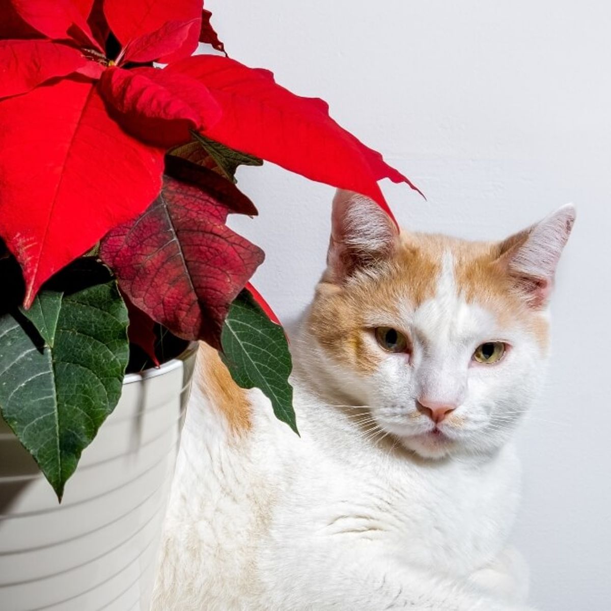 Weihnachtsstern: Giftig fr Katzen?