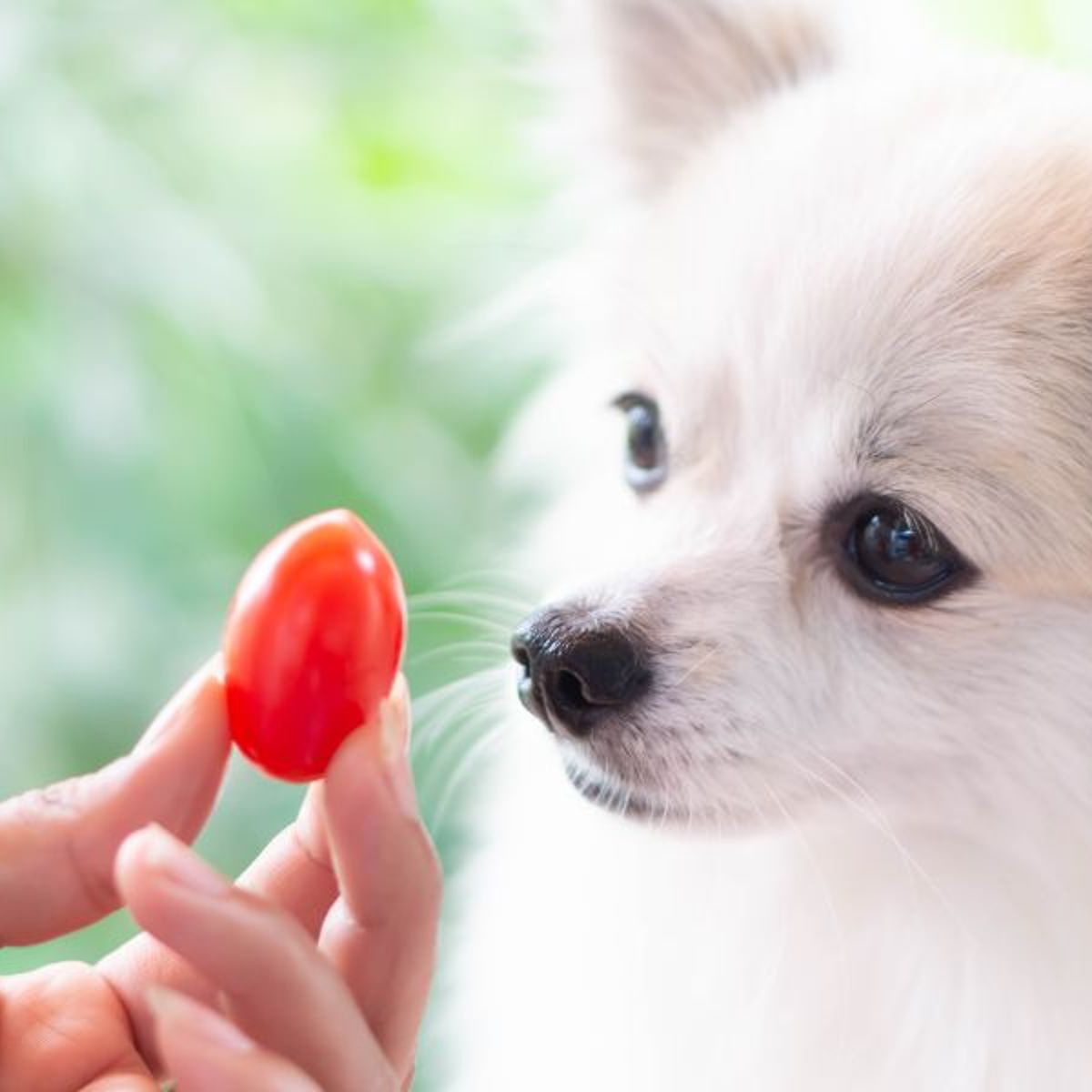 is tomaat goed voor een hond