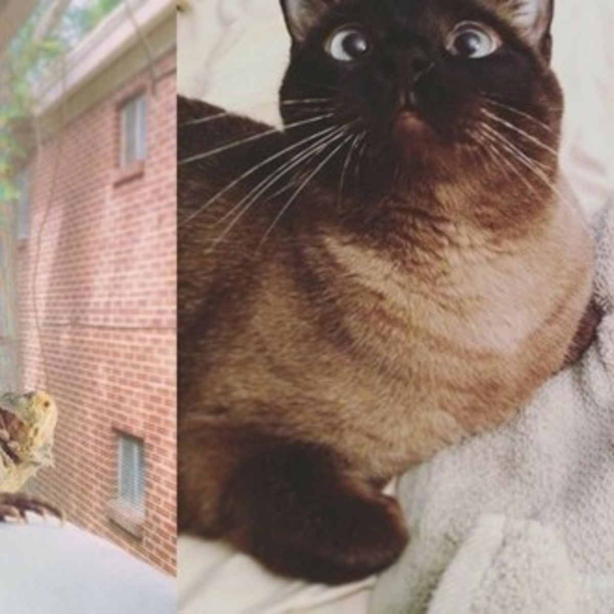 Un Chat Et Un Lezard Associables Deviennent Meilleurs Amis Pour La Vie