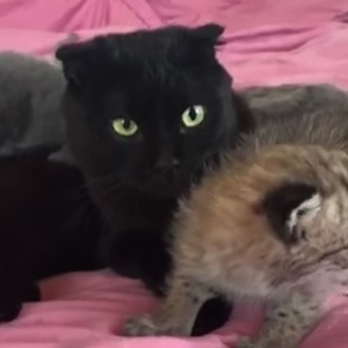 Cette Chatte Est Devenue La Maman D Un Bebe Tres Tres Different Video Cette Chatte Est Devenue La Maman D Un Bebe Tres Tres Different Video