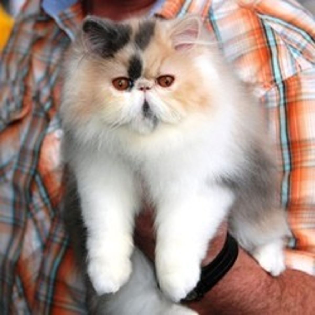 Le Persan Le Chat Prefere Des Francais Photos