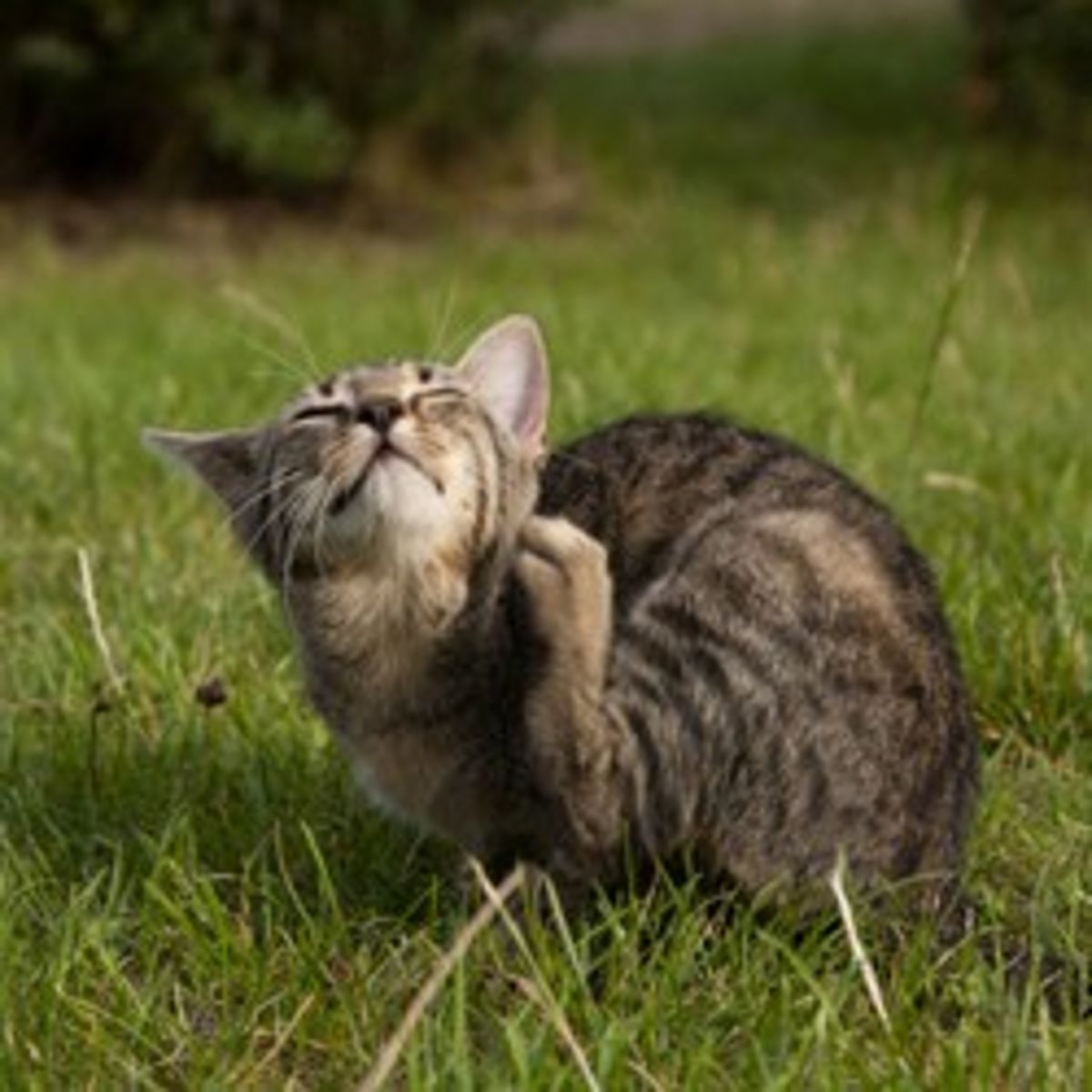 Mon Chat A Des Puces Traitement Et Prevention