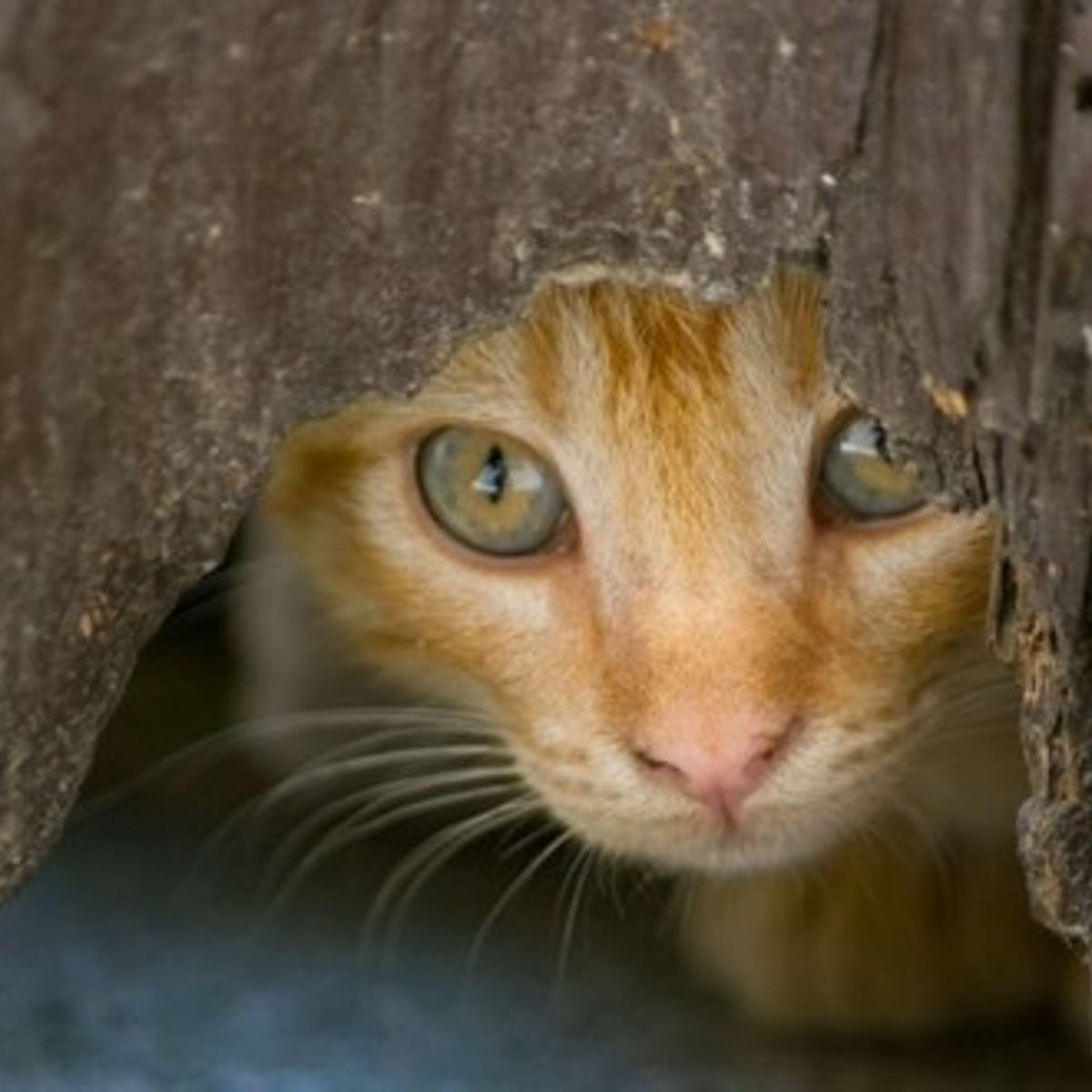 7 Astuces Pour Rassurer Un Chat Peureux