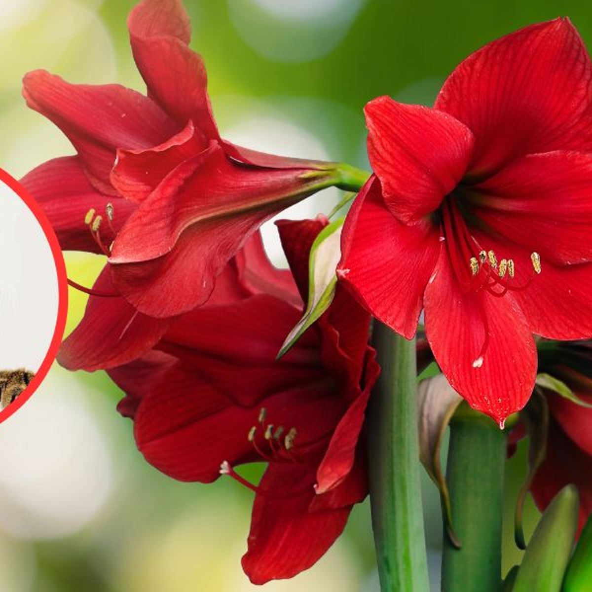Sind Amaryllis giftig fr die Katze?
