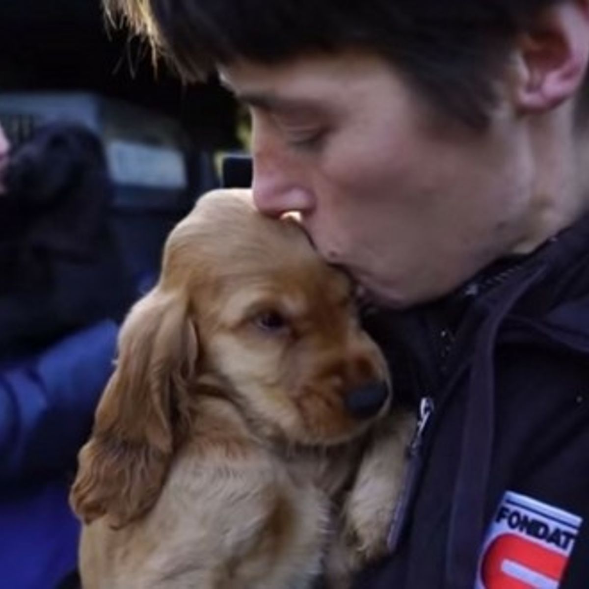 30 Millions D Amis Chiots Cockers à Adopter 30 Cockers maltraités sauvés des mains d'une éleveuse compulsive et  multirécidiviste