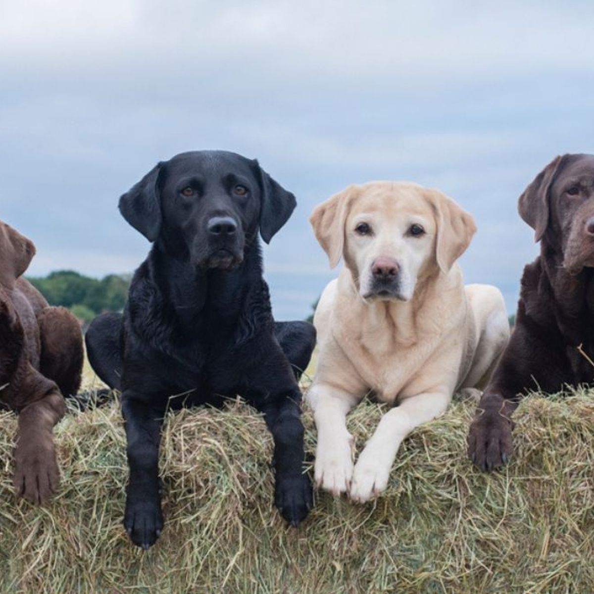 pueden los labradores correr largas distancias