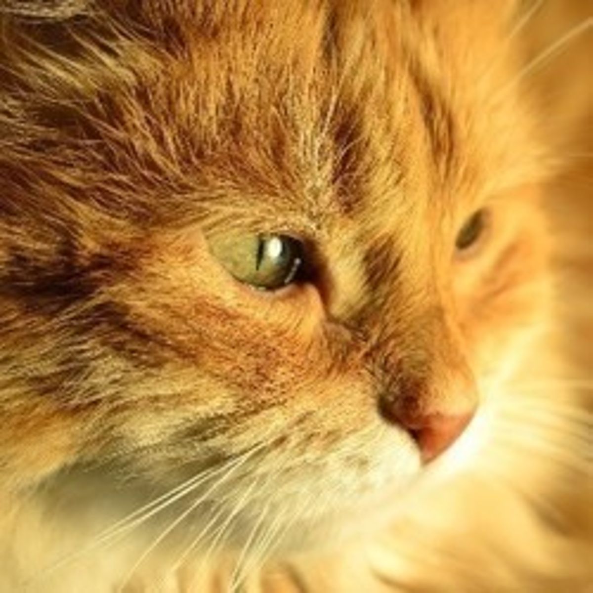 Typhus Du Chat Quels Sont Les Symptomes Et Les Traitements