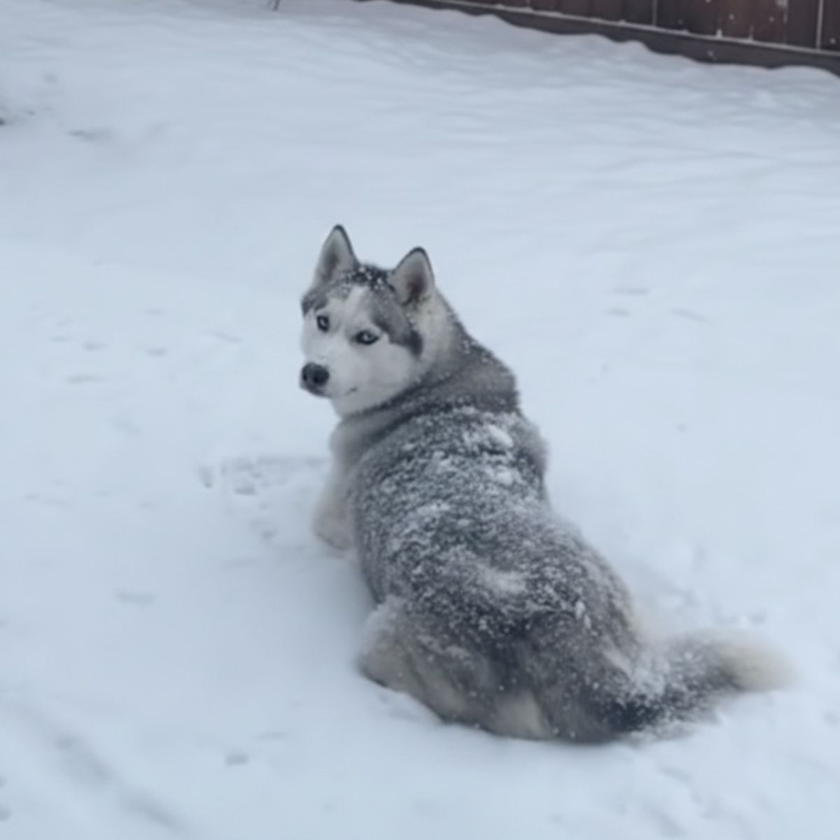 Injured Husky can't play in the snow, so his owner builds him a