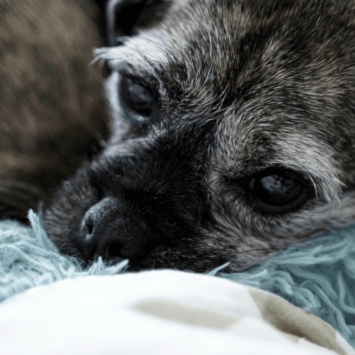 Anxiety Benadryl For Dog Pain Itching Can I Give My Bulldog