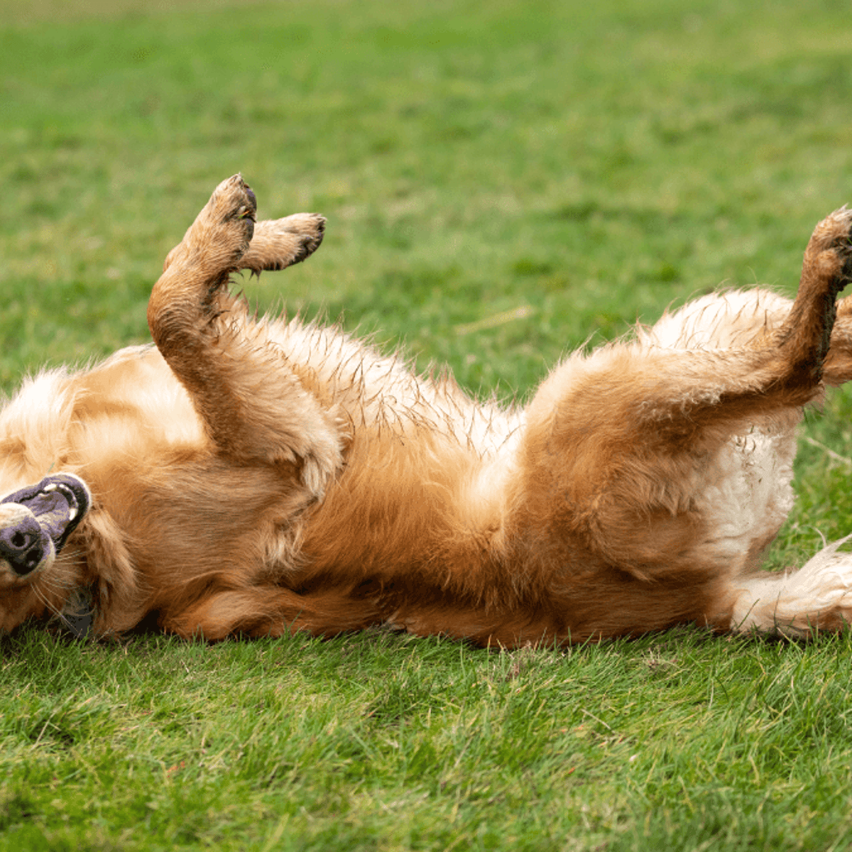 Why Does My Dog Roll on Her Toys: Surprising Reasons Explained