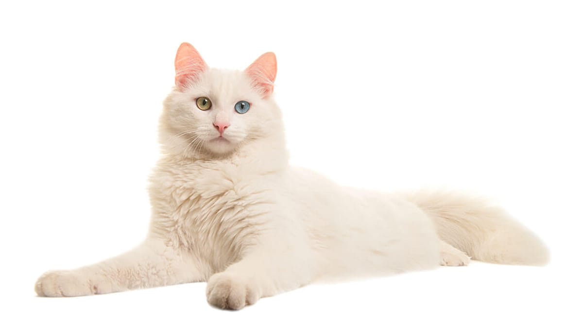 The Turkish Angora: History and Beauty Wrapped in Myth - Preventive measures and regular check-ups for Turkish Angoras