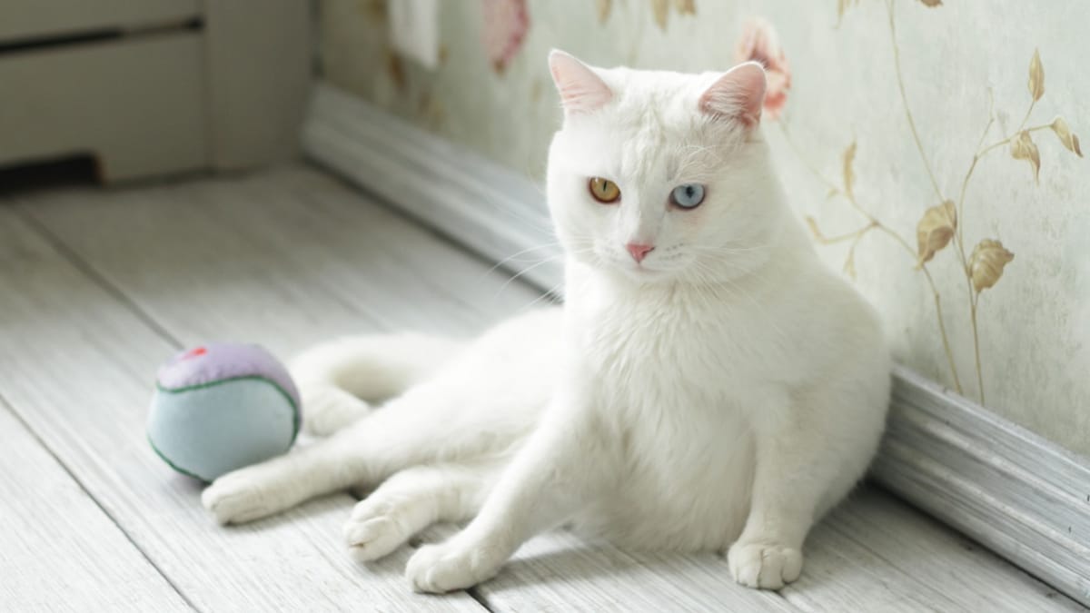 The Khao Manee: Information about this pure white cat breed