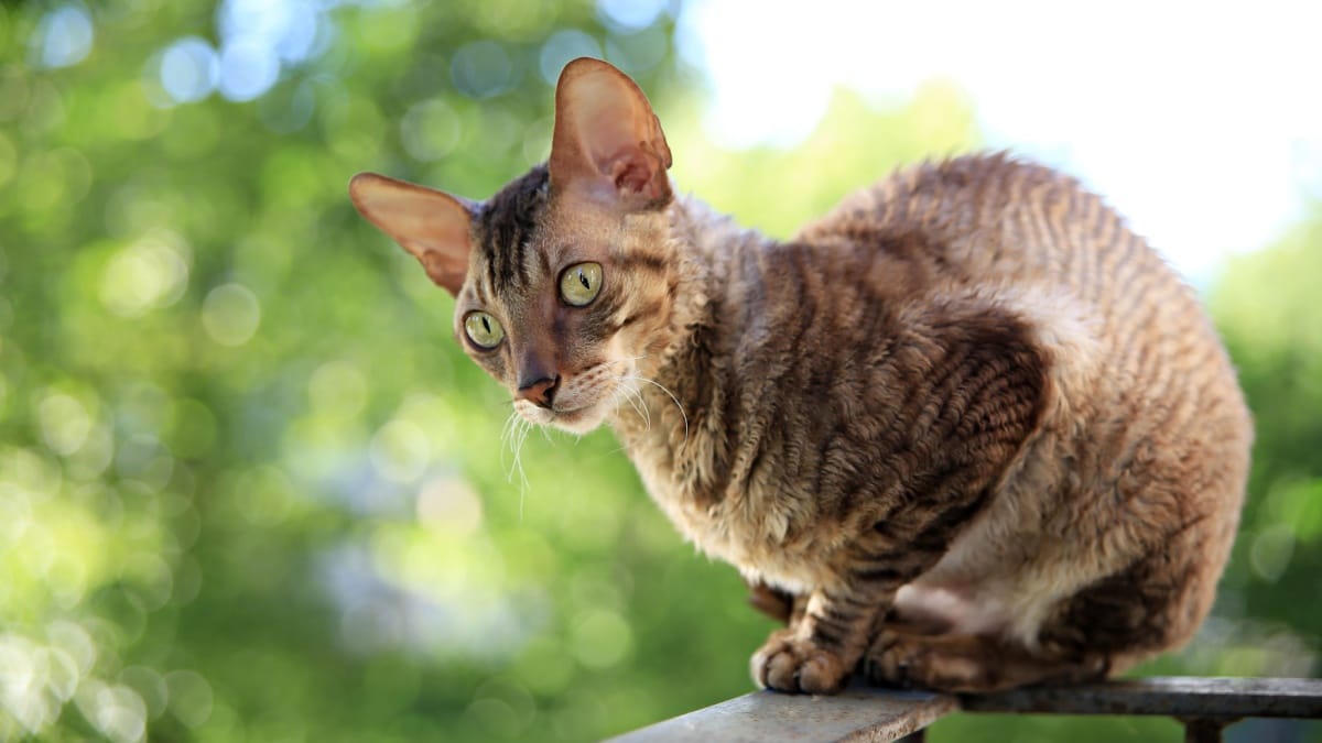 The Cornish Rex breed: Information