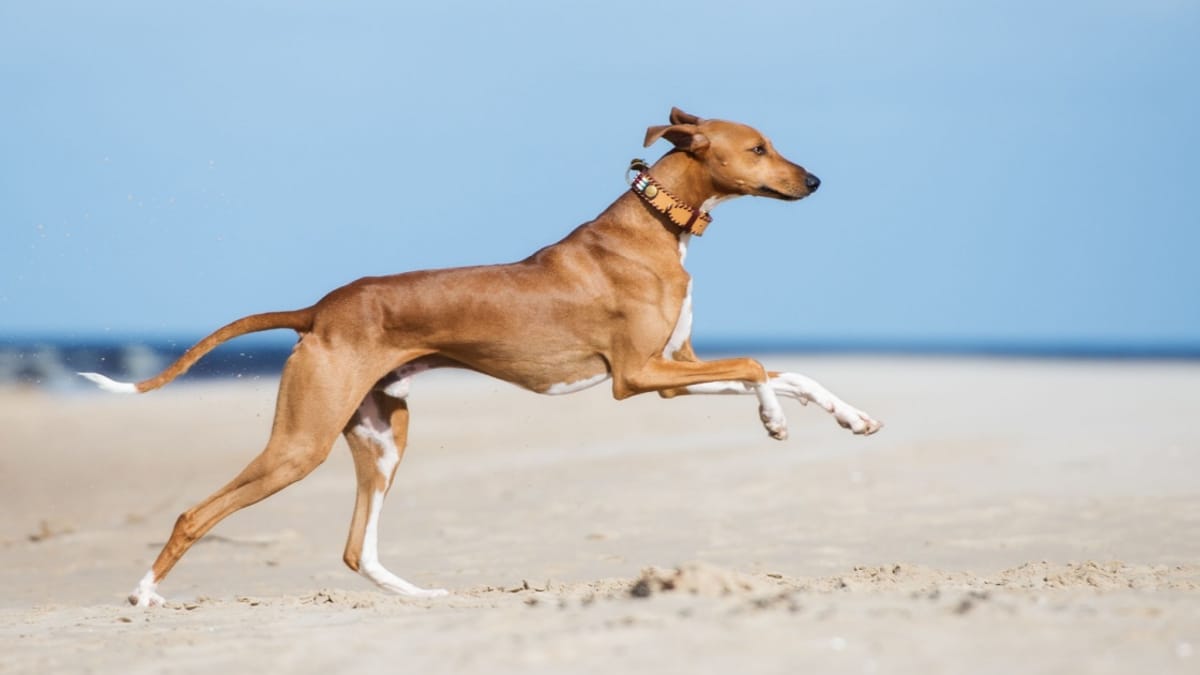 Azawakh Wesen, Charakter, Preis und Temperament