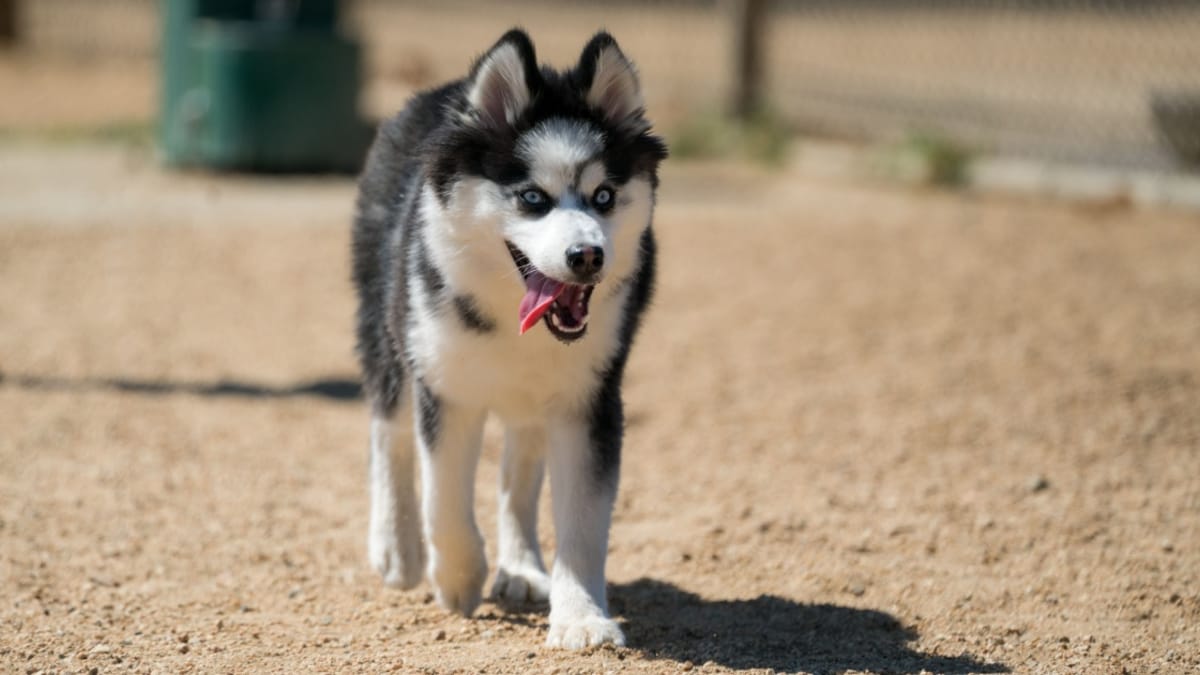Pomsky Spitz nain Croisé Husky de Sibérie