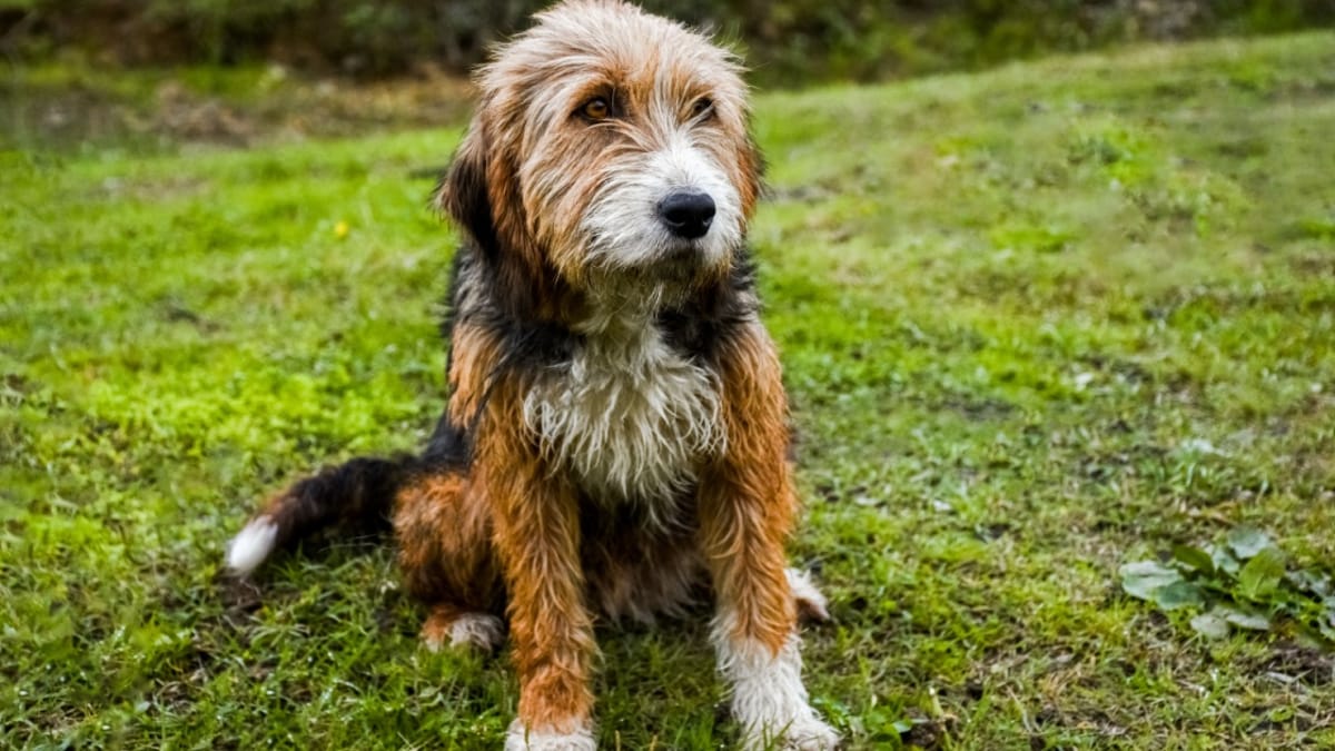 Bosanski Ostrodlaki Gonic Barak gezondheidsproblemen, temperament