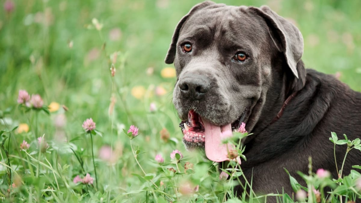 Are Cane Corso Dogs Banned In Uk