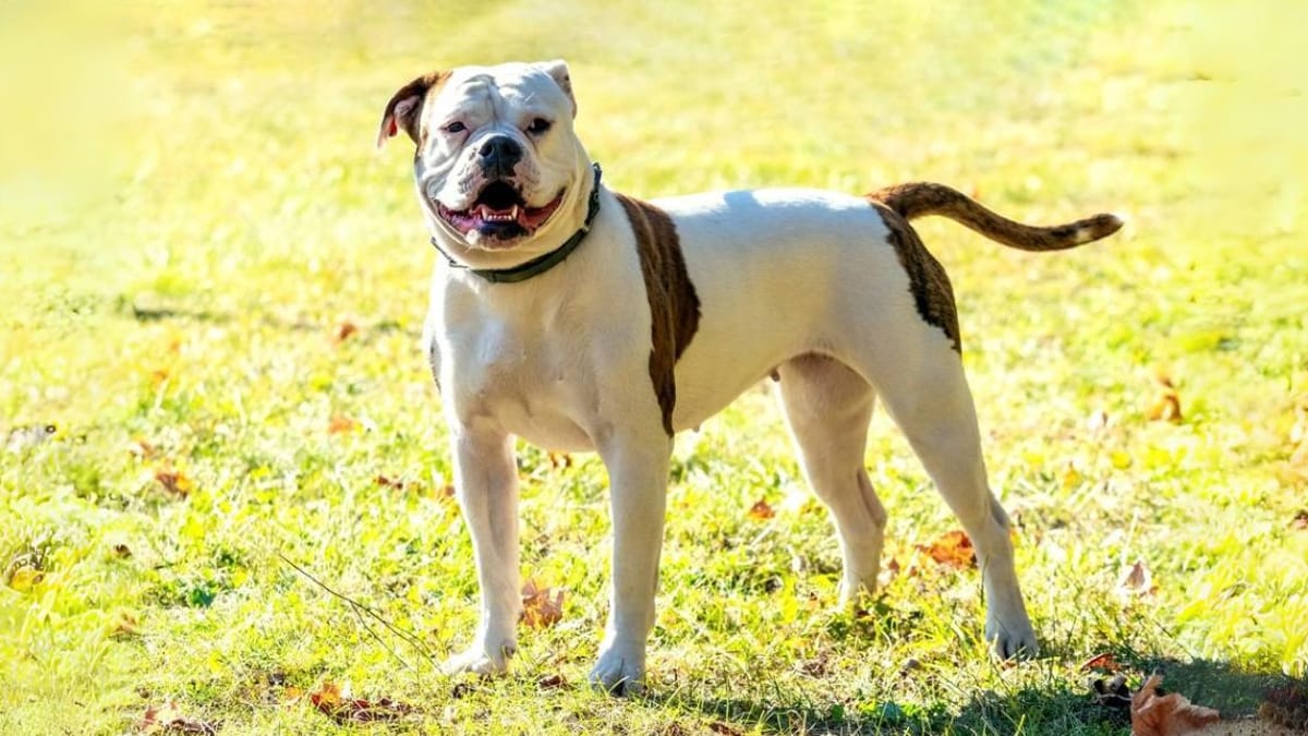 Hybrid American Bulldog Top Johnson Scott Hybrid American Bulldog