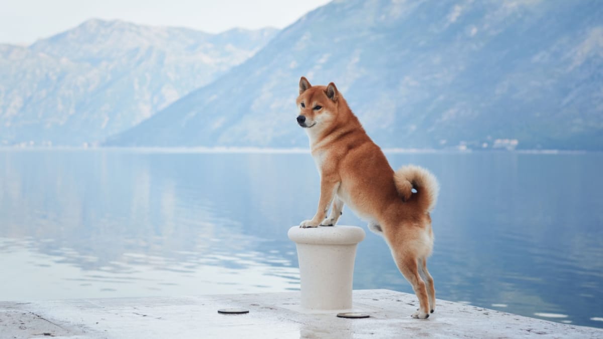 Shiba Inu: Preis, Größe, Wesen, Farben, Charakter und Kosten