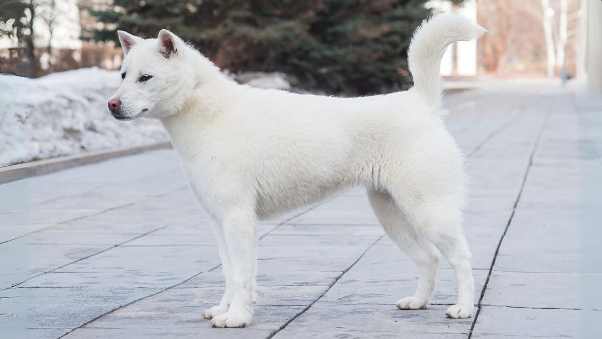 Shop kishu ken price 2026 Kishu Japanese Dogs 2025 levitan |  uniquefertility.org
