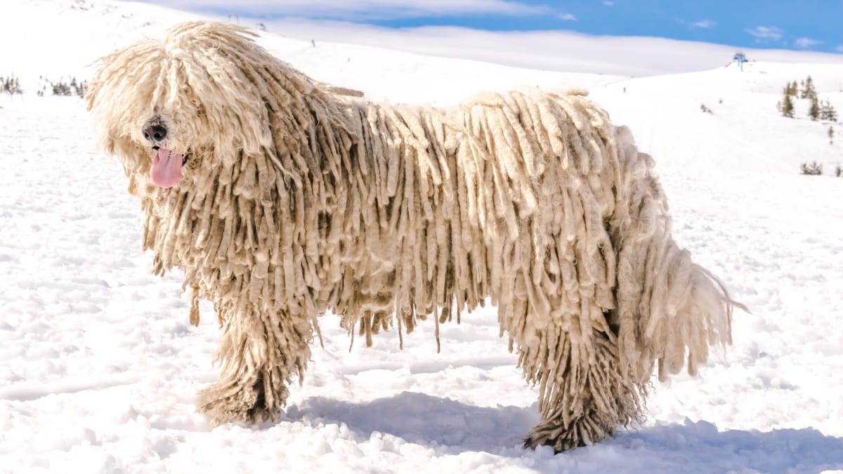 Komondor: Health Problems, Temperament, Care