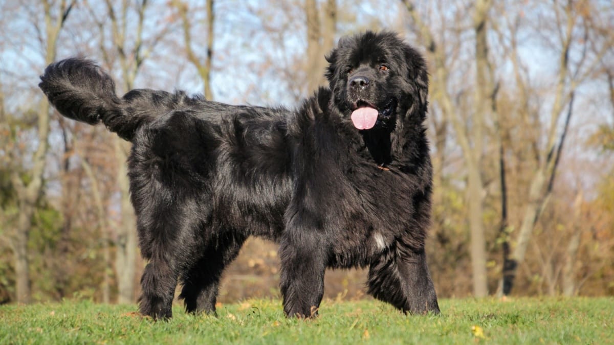 Giant dog breeds - Newfoundland