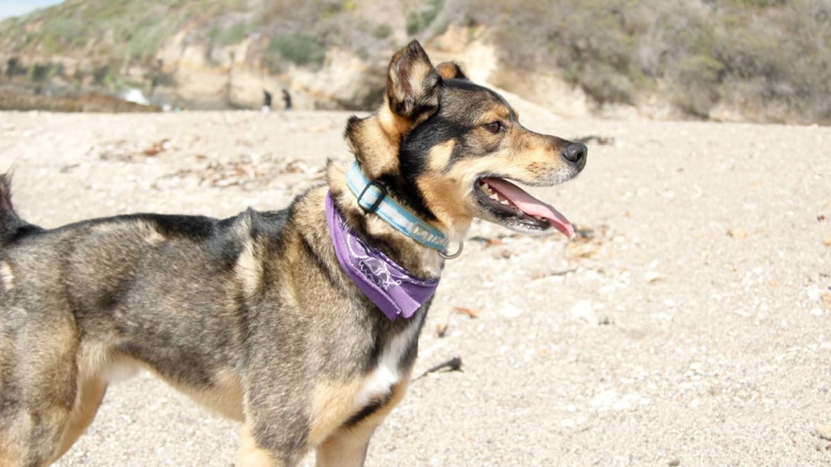 Rottsky: precio, características y fotos de este cruce