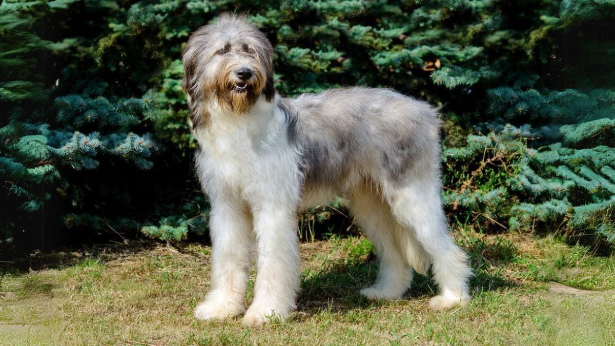 Ciobănesc Românesc Mioritic Alle Infos zur Hunderasse