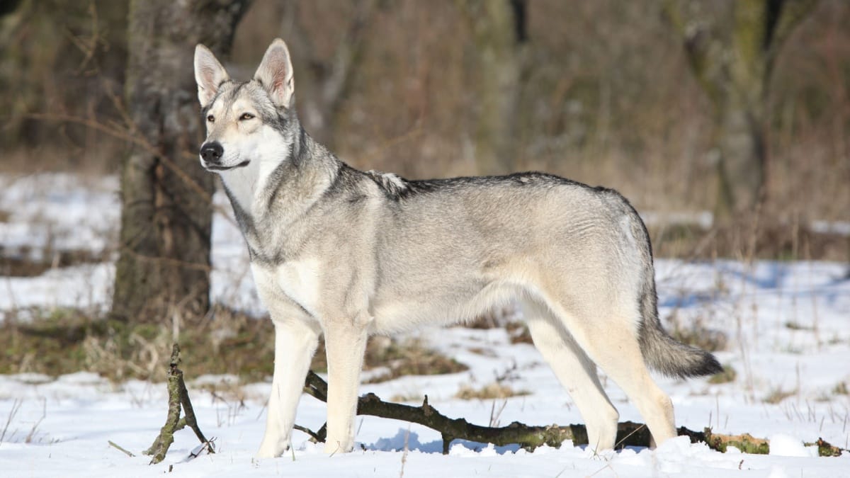 Chien-loup de Saarloos : prix, caractère, alimentation, santé