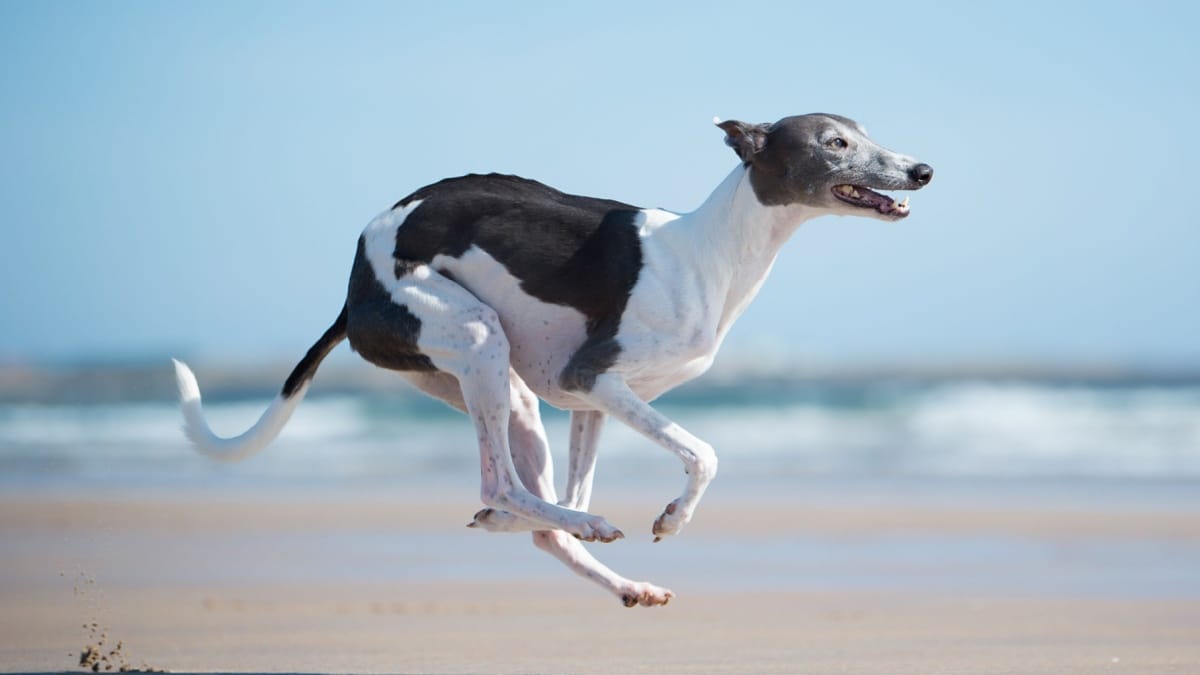 noriSTETSON Whippet ウィペット　タウニー Whippet Summer Hunnyboots V4 – HunnyBoots Australia