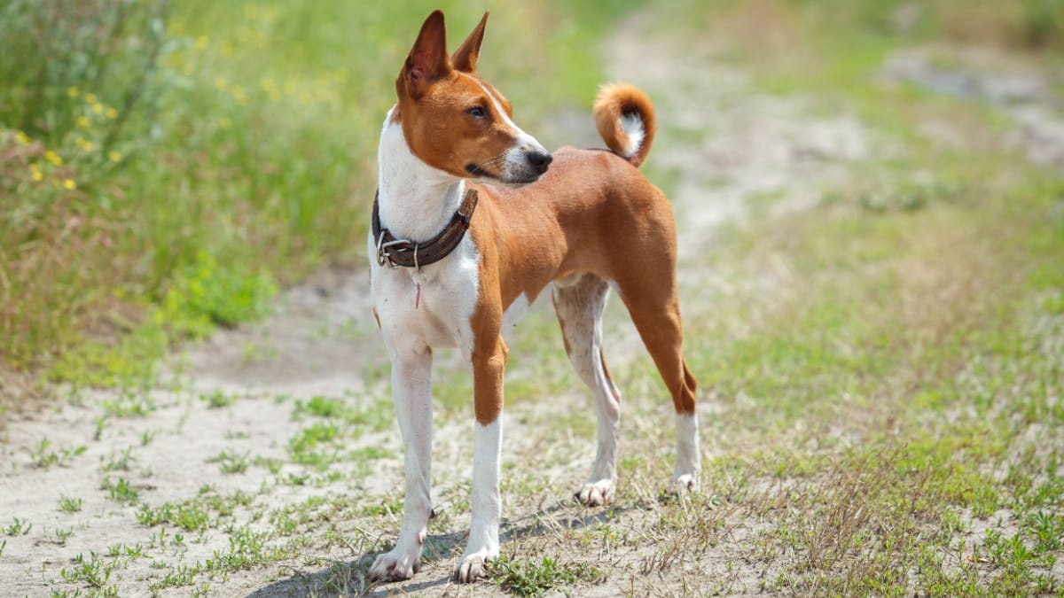 5 Dog Breeds That Rarely Bark—Perfect for Apartment Living
