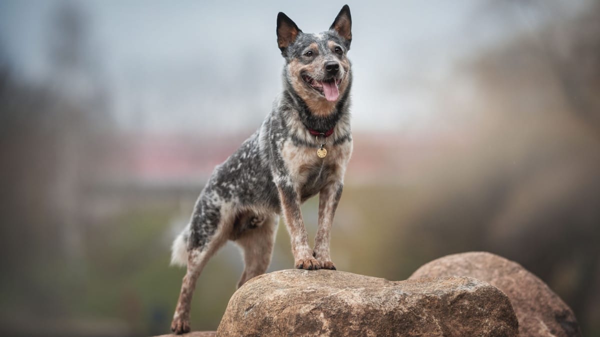 Heterochromia Blue Heelers Blue Eyed Cattle Dog Australian Cattle