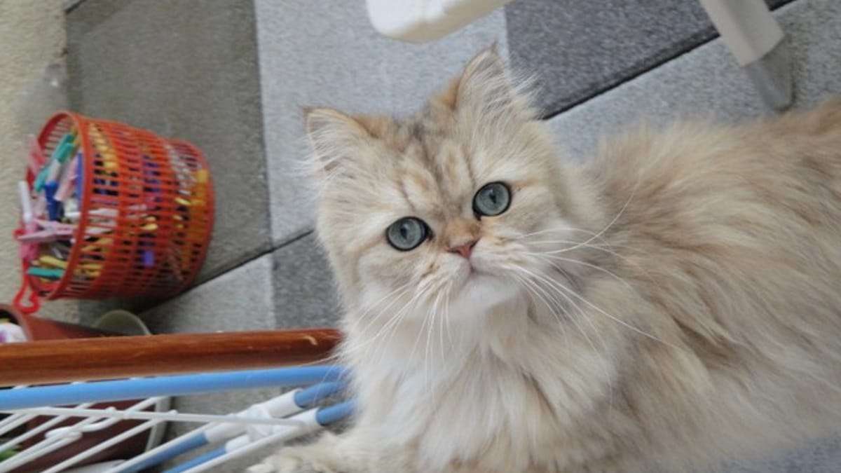 Le Persan Le Chat Prefere Des Francais Photos