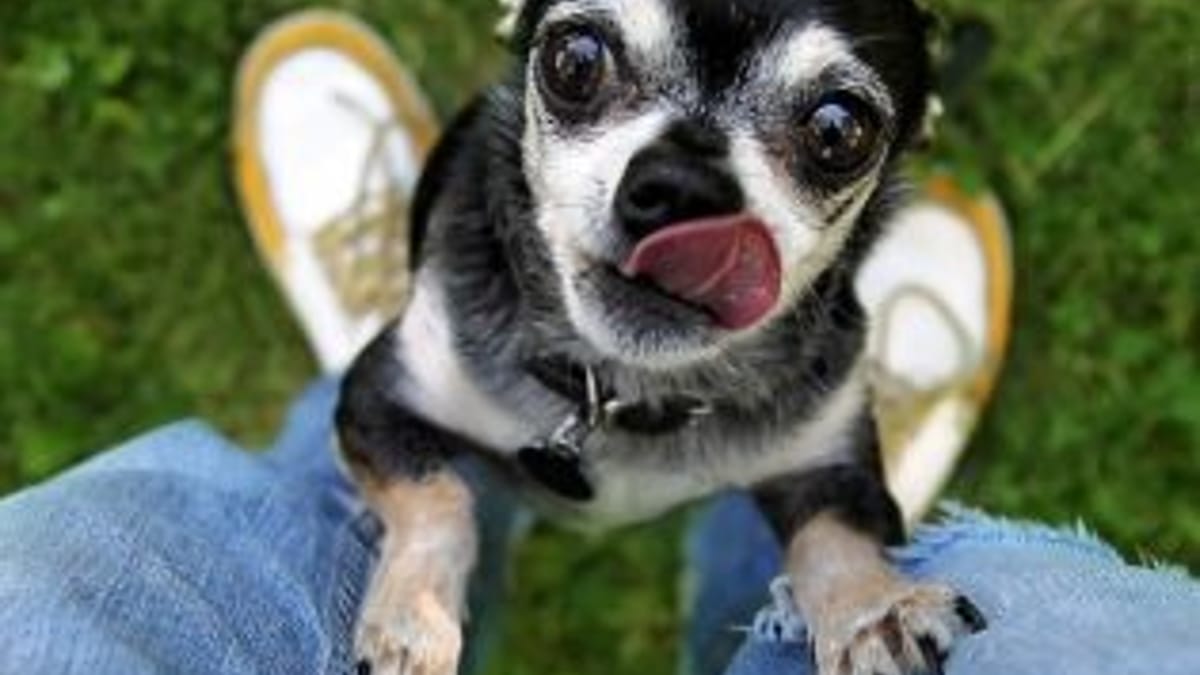 Journee Mondiale Du Chien Les 10 Plus Belles Citations Sur Les Chiens