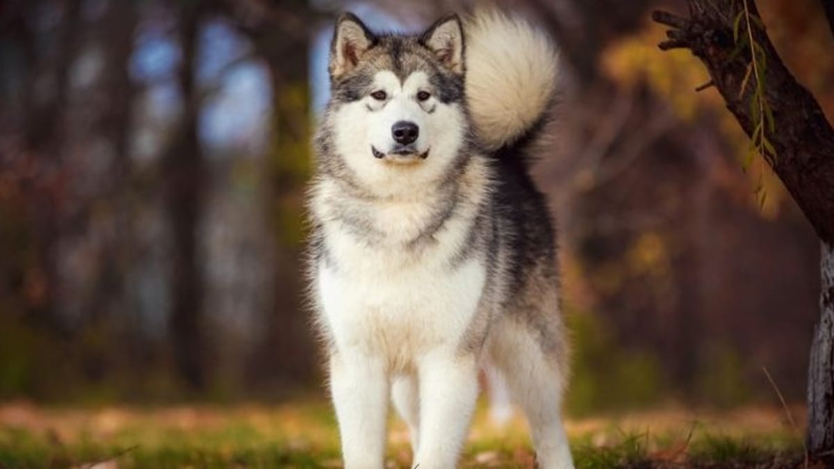8 dog breeds that look like wolves