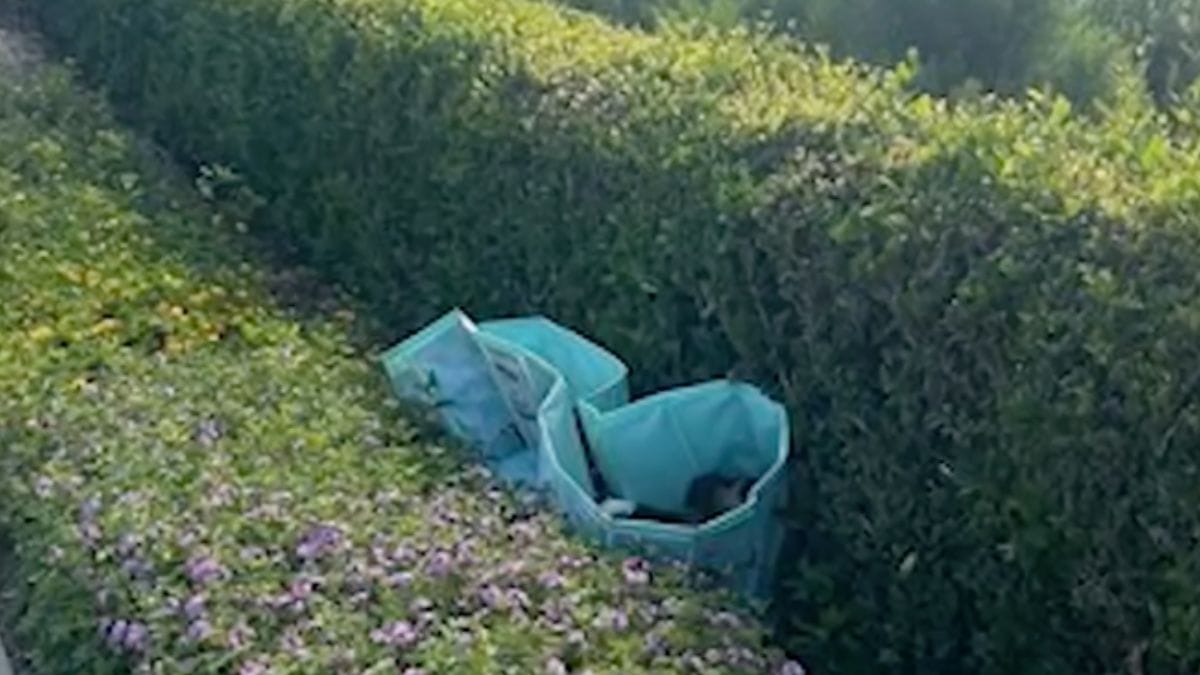 Video. Strani guaiti in un fosso: quest'uomo si trova nel posto giusto al momento giusto
