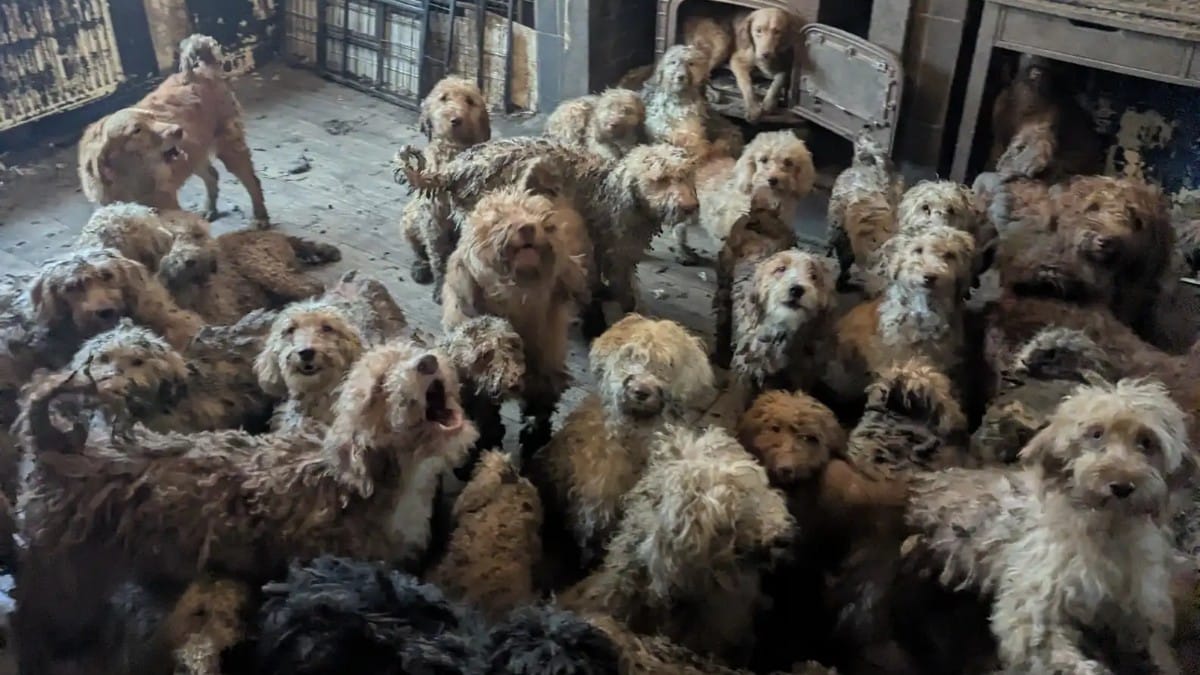 Cani ammassati in casa: le foto sono così scioccanti che gli utenti credono sia IA