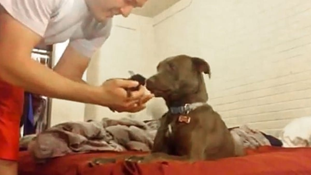 La reazione di un Pitbull al primo incontro con un gattino