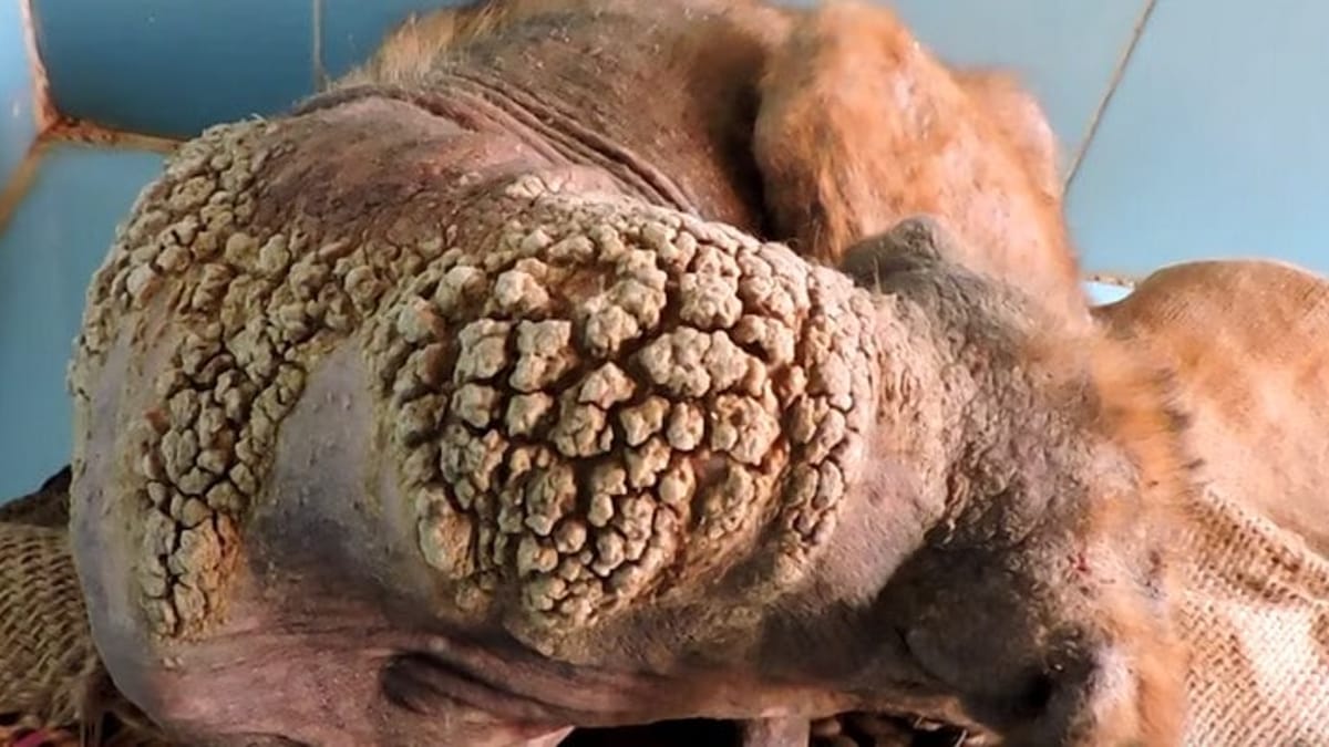 Video. Ricoperto di croste, l'incredibile metamorfosi alcuni giorni dopo