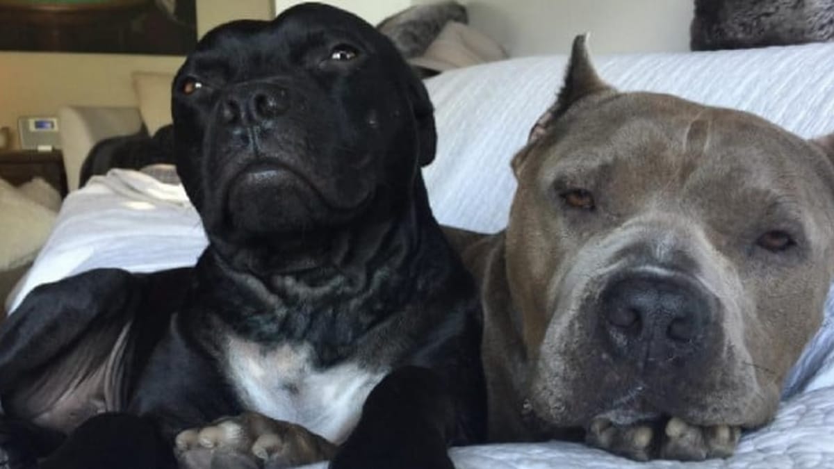 Video. Adotta due Pitbull con un duro passato alle spalle: ecco cosa succede dopo l'adozione