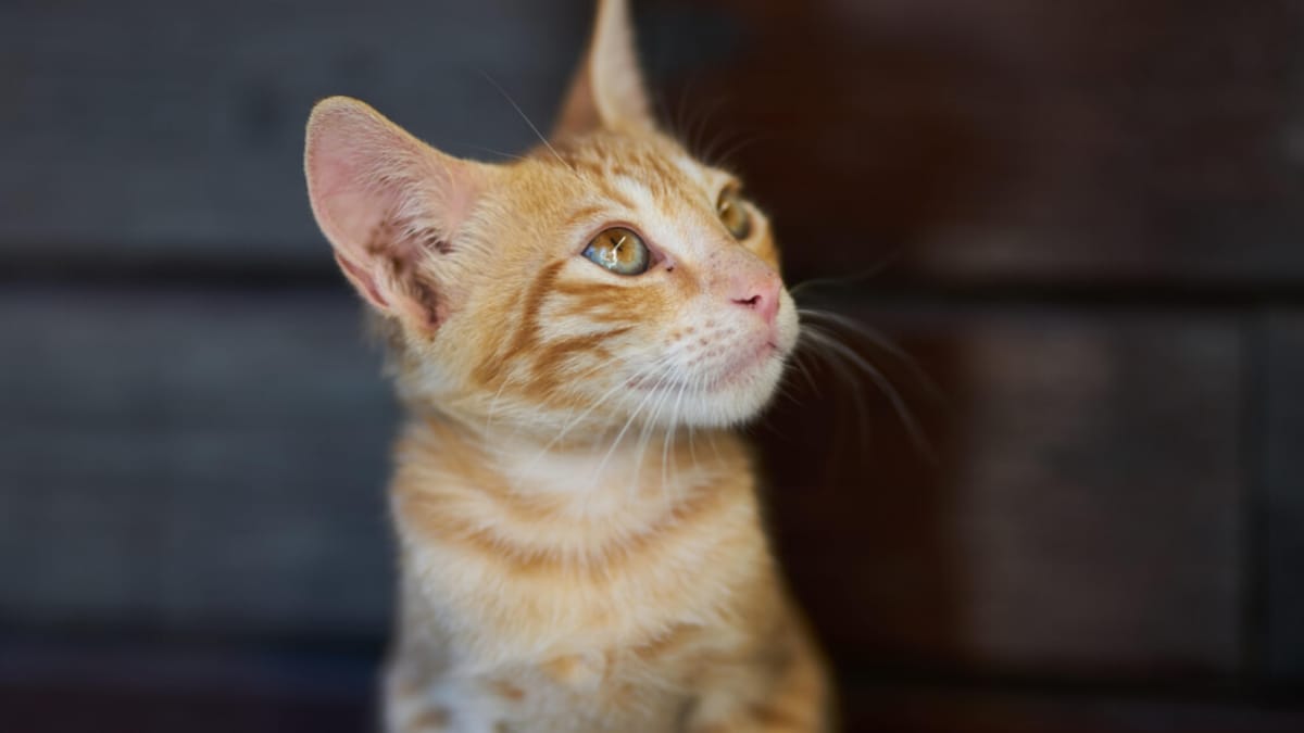 How to treat ringworms in cats? Wamiz