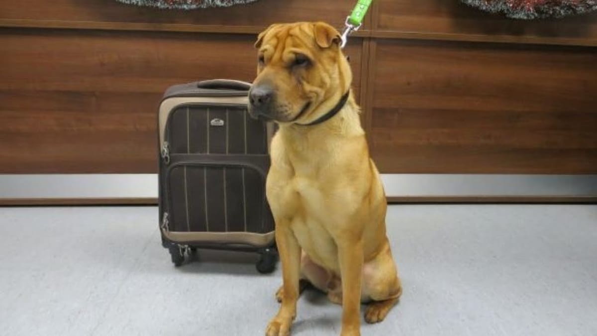 Viene trovato legato in una stazione ferroviaria accanto alla sua valigia; ciò che c'era dentro è straziante