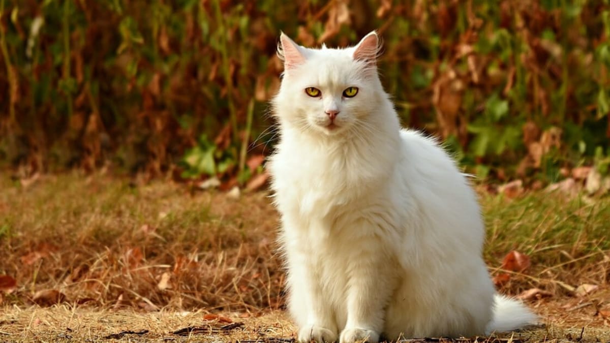 Cats recognise their own names, according to study