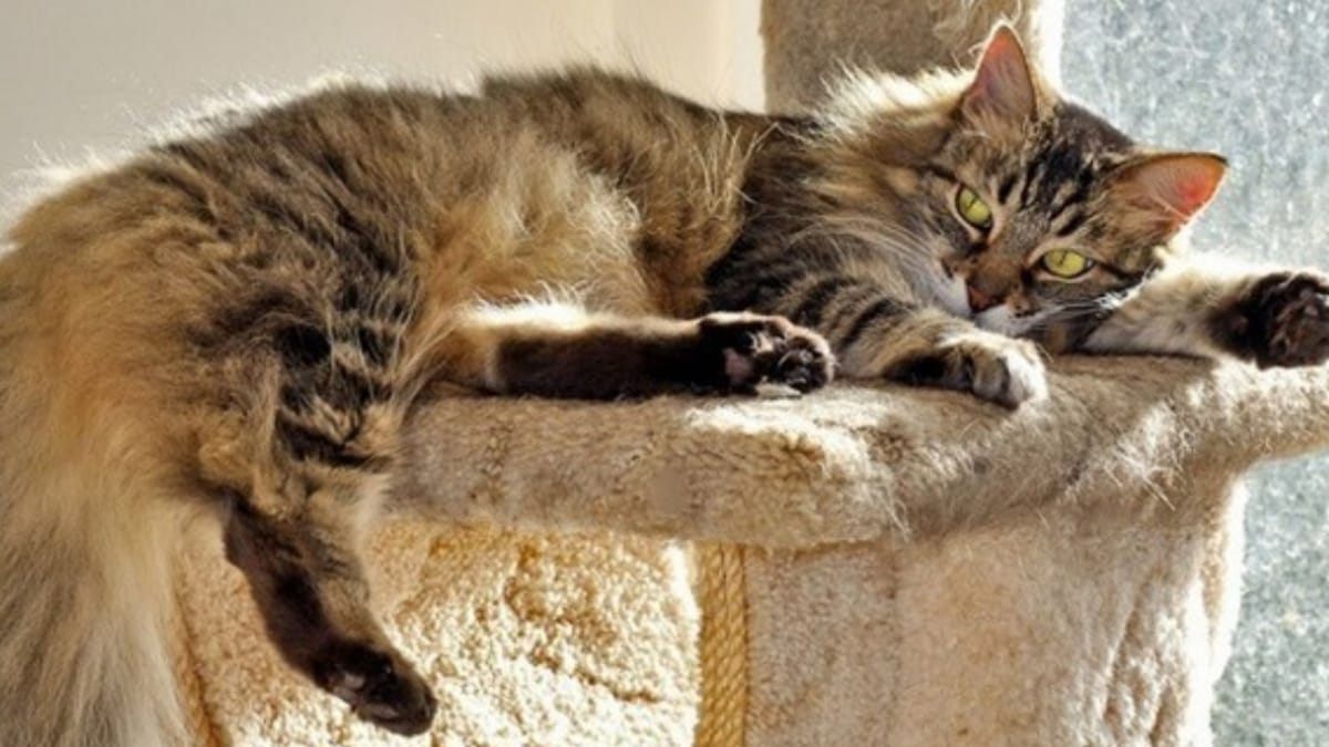 Cat shedding in Spring here's how to deal with it