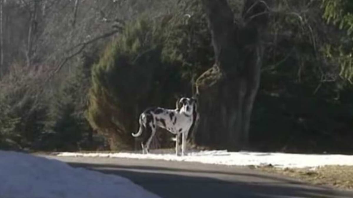 Video. Il cane non risponde al richiamo: quando il proprietario si avvicina, resta senza parole