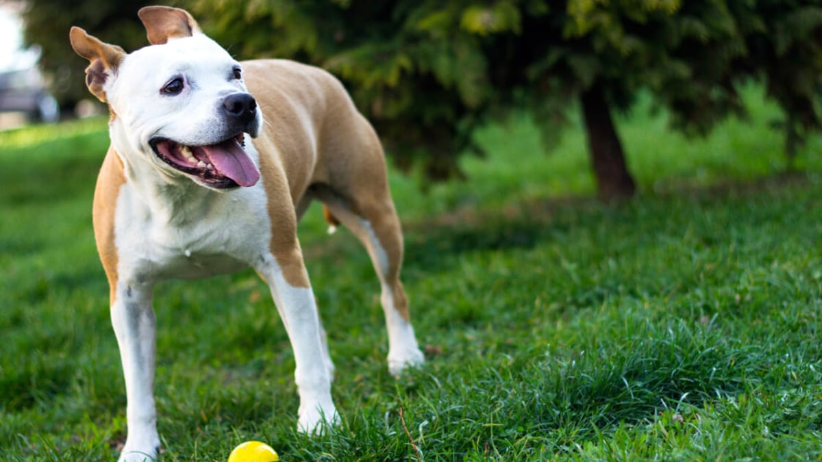 Why doesn't my dog want to play?